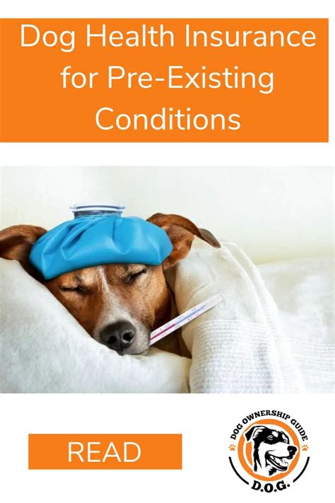 senior dog insurance with pre existing conditions